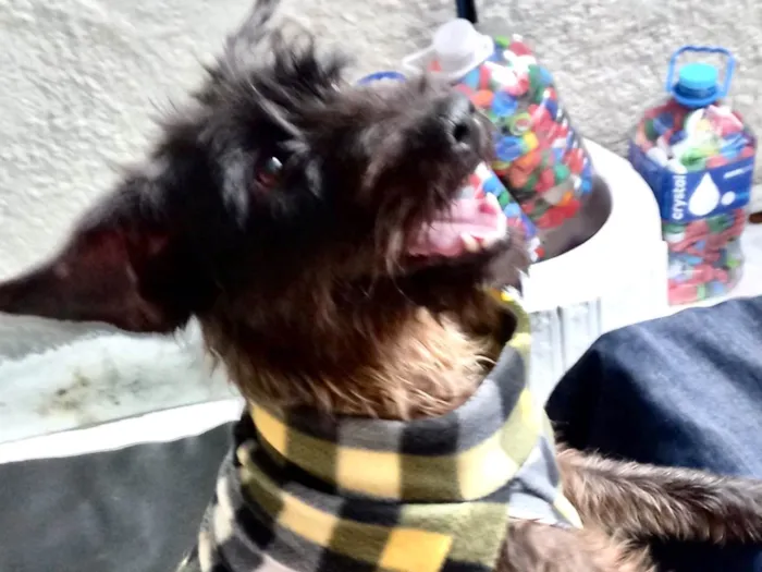 Cachorro ra a SRD-ViraLata idade 1 ano nome Hannah porteP 