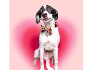 Cachorro raça SRD-ViraLata idade 2 a 6 meses nome Snoopy bb5meses lindo 