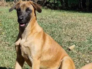 Cachorro raça Mestiça de SDR e Mallinois idade 2 anos nome Lillah