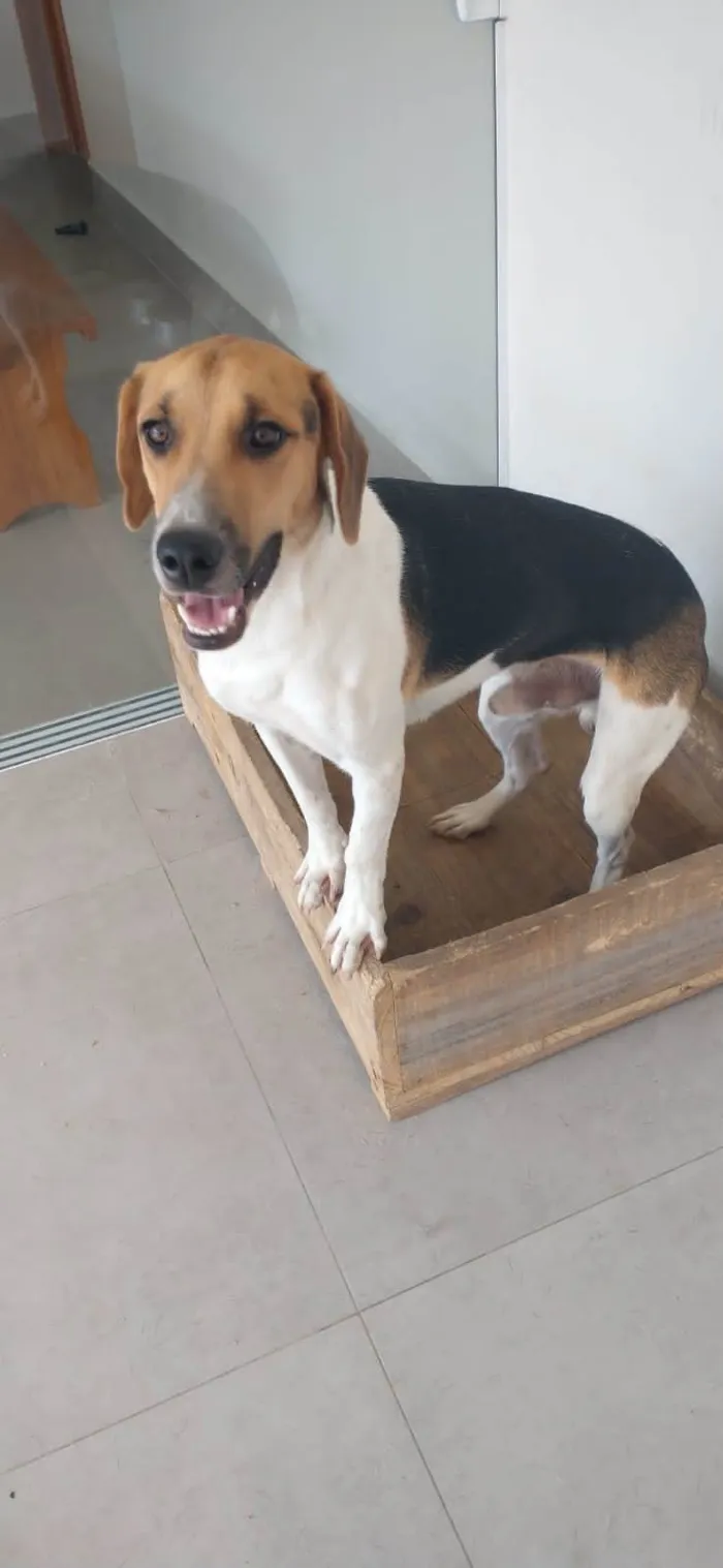 Cachorro ra a Foxhound Americano idade 7 a 11 meses nome Maylon