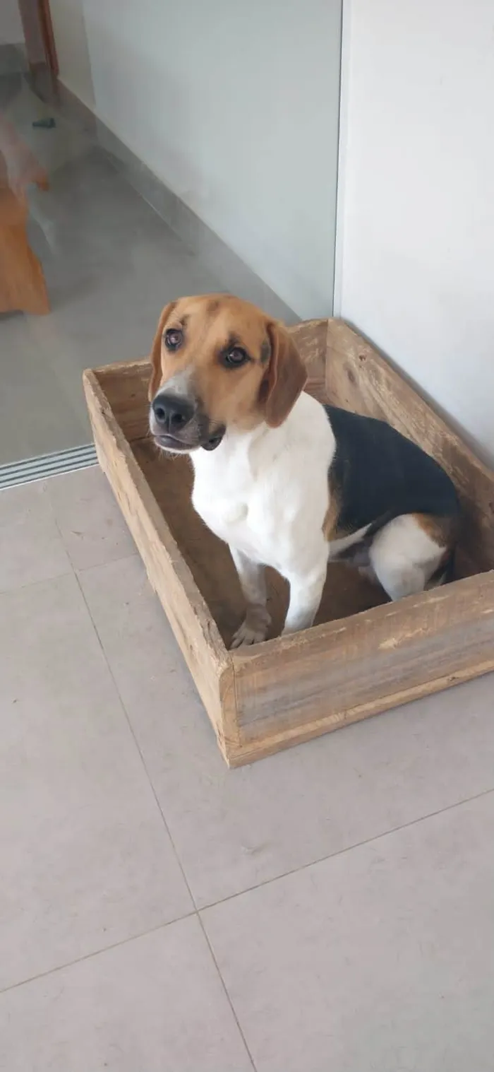 Cachorro ra a Foxhound Americano idade 7 a 11 meses nome Maylon