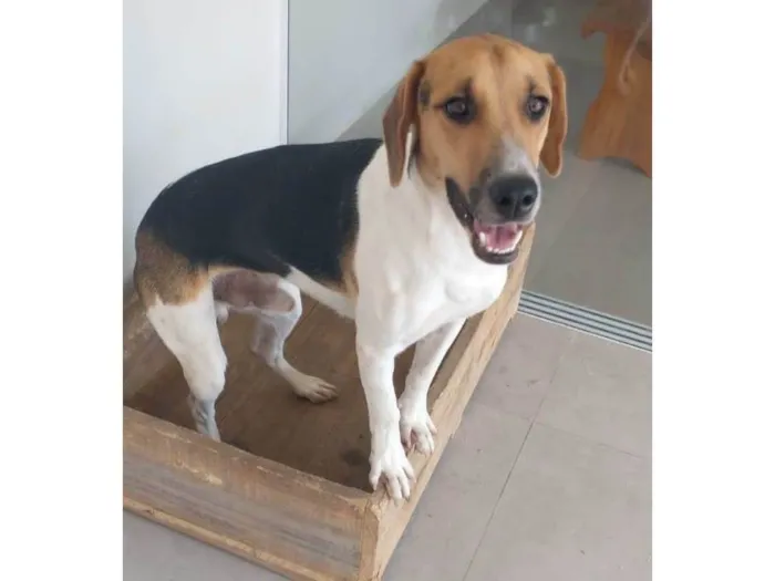 Cachorro ra a Foxhound Americano idade 7 a 11 meses nome Maylon