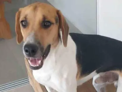 Cachorro raça Foxhound Americano idade 7 a 11 meses nome Maylon