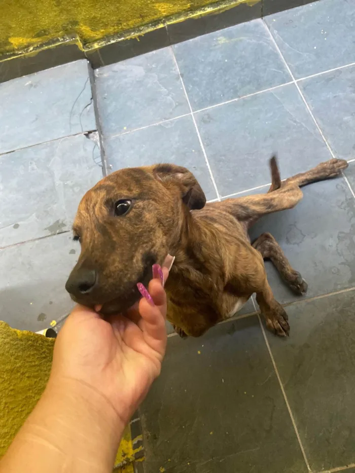 Cachorro ra a  idade 7 a 11 meses nome Lara