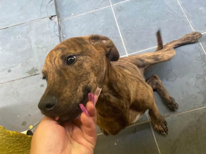 Cachorro ra a  idade 7 a 11 meses nome Lara