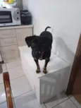 Bob