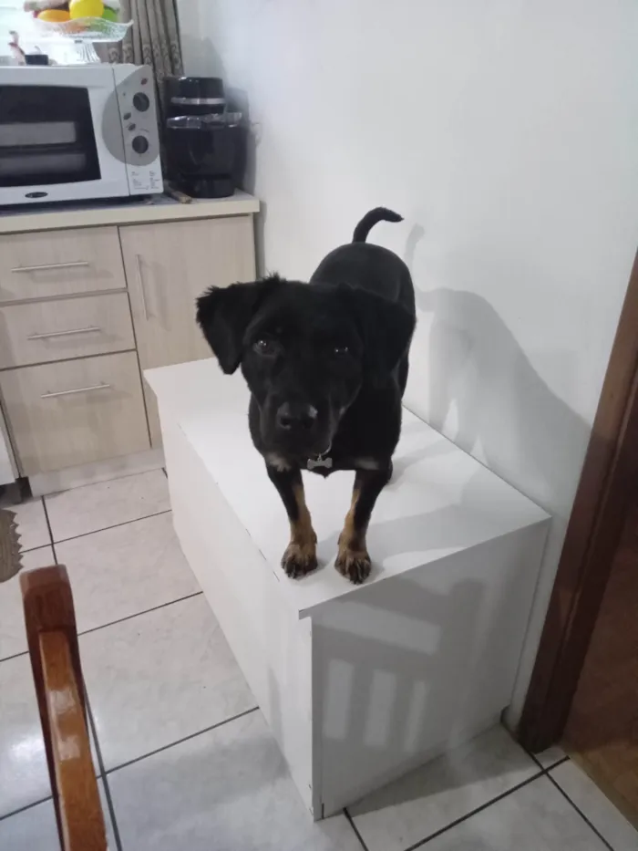 Cachorro ra a SRD-ViraLata idade 1 ano nome Noah