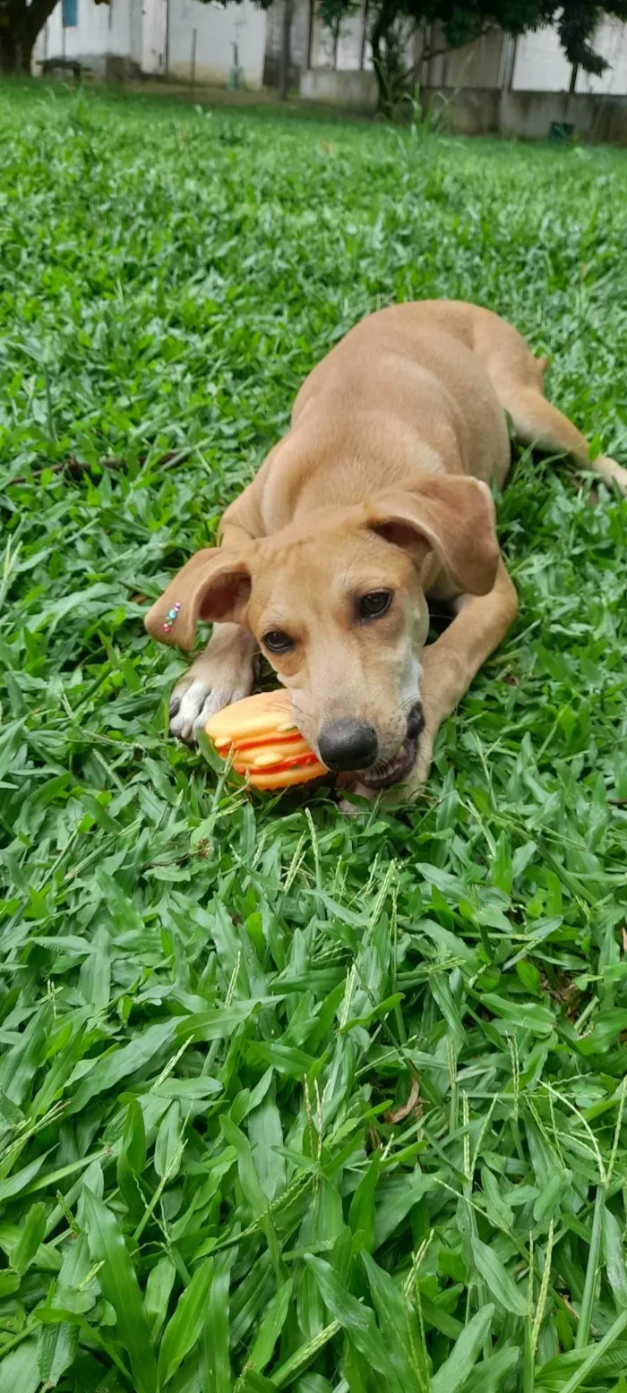 Cachorro ra a SRD-ViraLata idade 2 a 6 meses nome Mel