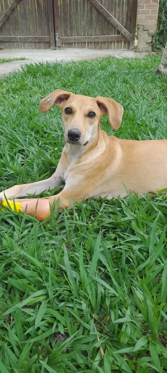 Cachorro ra a SRD-ViraLata idade 2 a 6 meses nome Mel