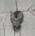 Kiko