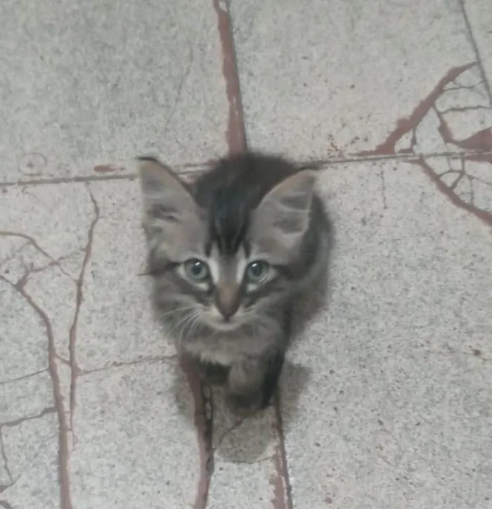 Gato ra a SRD-ViraLata idade 2 a 6 meses nome Kiko