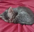 Kiko