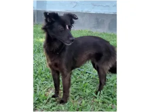 Cachorro raça SRD-ViraLata idade 1 ano nome Amora