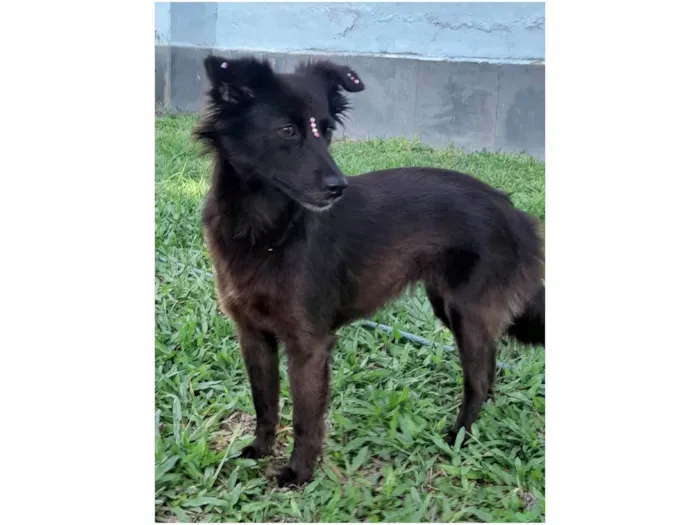 Cachorro ra a SRD-ViraLata idade 1 ano nome Amora