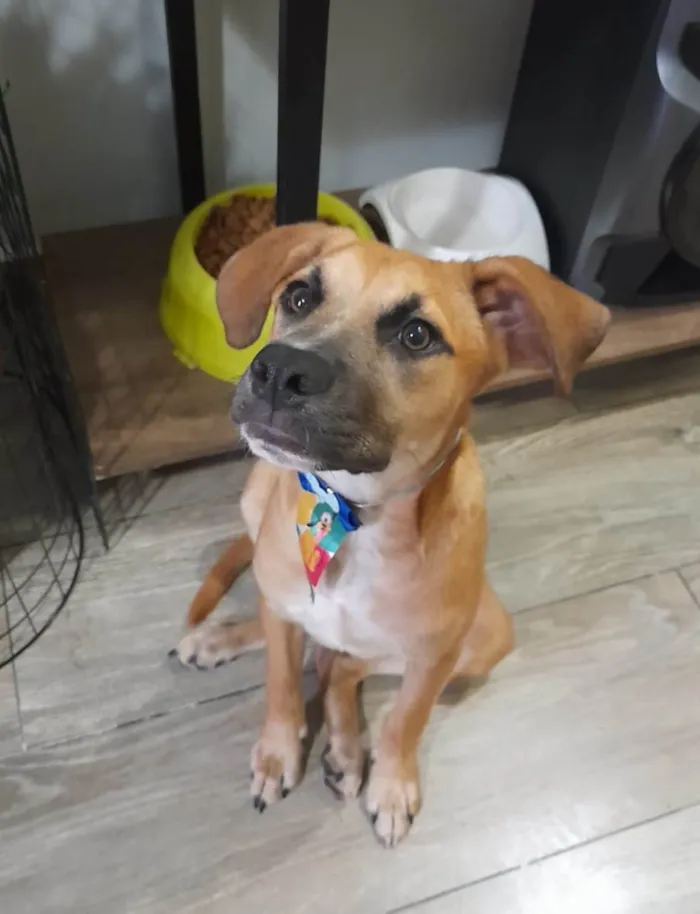 Cachorro ra a SRD-ViraLata idade 2 a 6 meses nome Kalee