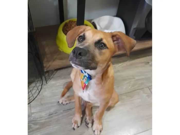 Cachorro ra a SRD-ViraLata idade 2 a 6 meses nome Kalee