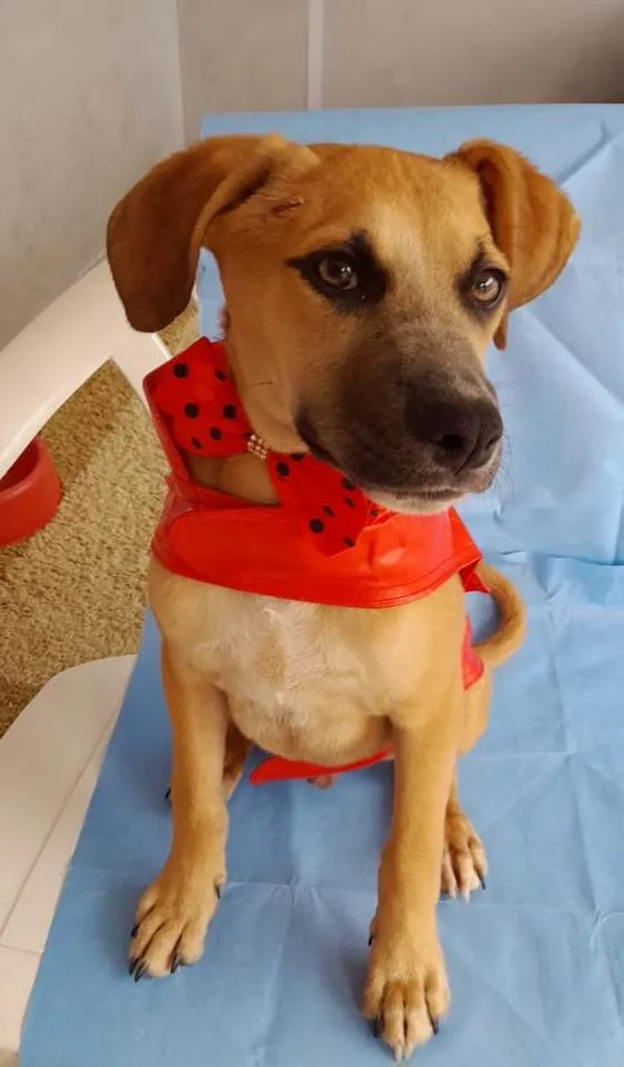Cachorro ra a SRD-ViraLata idade 2 a 6 meses nome Kalee