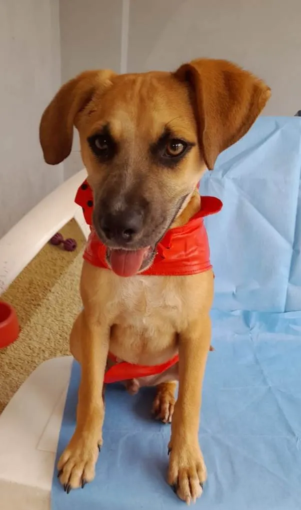 Cachorro ra a SRD-ViraLata idade 2 a 6 meses nome Kalee