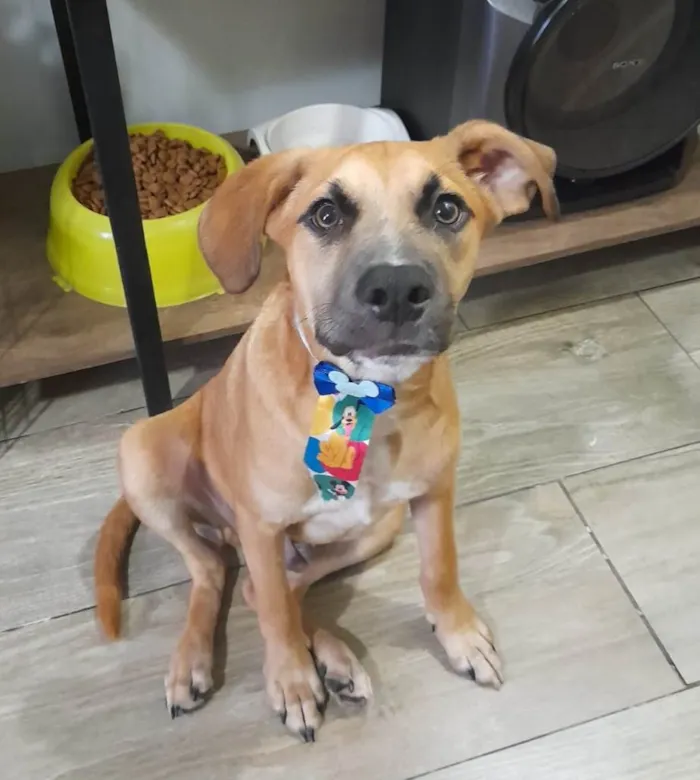 Cachorro ra a SRD-ViraLata idade 2 a 6 meses nome Kalee