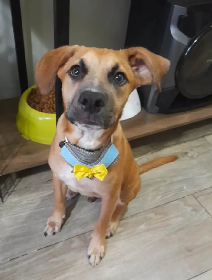 Cachorro ra a SRD-ViraLata idade 2 a 6 meses nome Kalee