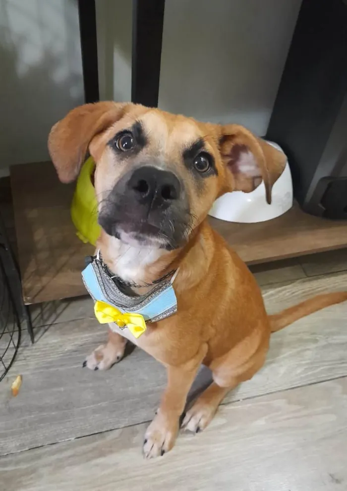 Cachorro ra a SRD-ViraLata idade 2 a 6 meses nome Kalee