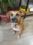 Kalee