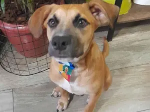 Cachorro raça SRD-ViraLata idade 2 a 6 meses nome Kalee