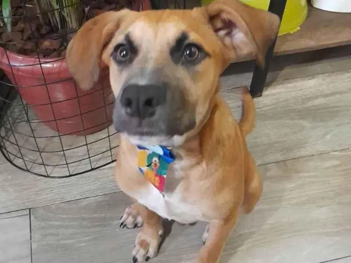 Cachorro ra a SRD-ViraLata idade 2 a 6 meses nome Kalee