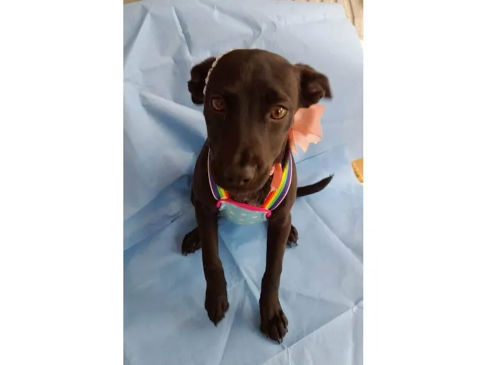 Cachorro ra a SRD-ViraLata idade 2 a 6 meses nome Shury