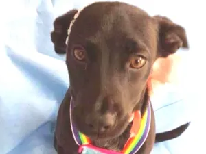 Cachorro raça SRD-ViraLata idade 2 a 6 meses nome Shury