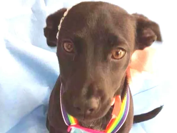 Cachorro ra a SRD-ViraLata idade 2 a 6 meses nome Shury