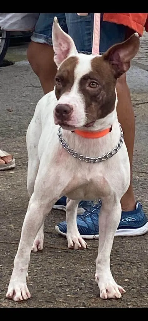 Cachorro ra a SRD-ViraLata idade 7 a 11 meses nome Sofia