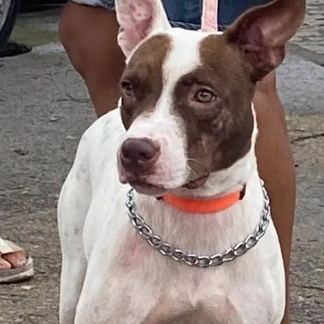 Cachorro ra a SRD-ViraLata idade 7 a 11 meses nome Sofia