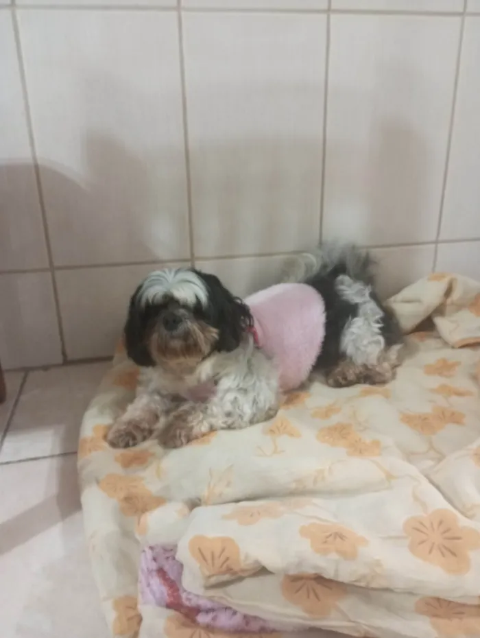 Cachorro ra a Shitzu idade 5 anos nome SOPHIA