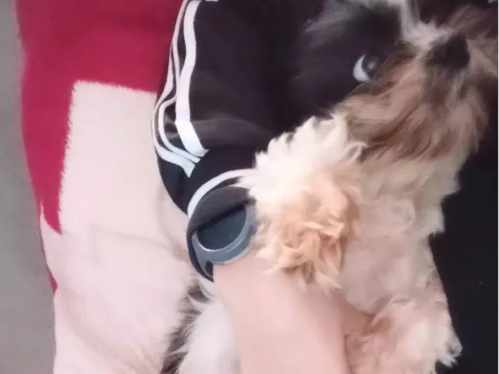 Cachorro ra a Shitzu idade 5 anos nome SOPHIA
