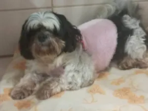 Cachorro raça Shitzu idade 5 anos nome SOPHIA