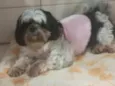SOPHIA