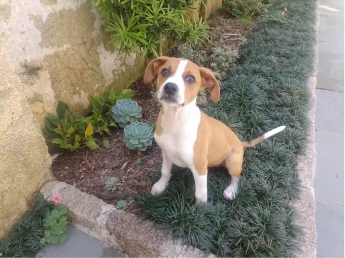 Cachorro ra a Boxer idade 2 a 6 meses nome FILHOTE FÊMEA COM TRÊSMESES