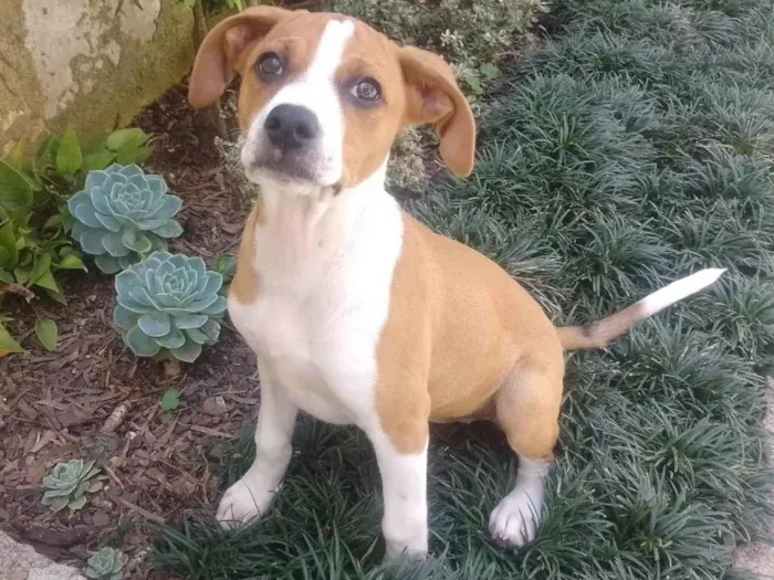 Cachorro ra a Boxer idade 2 a 6 meses nome FILHOTE FÊMEA COM TRÊSMESES