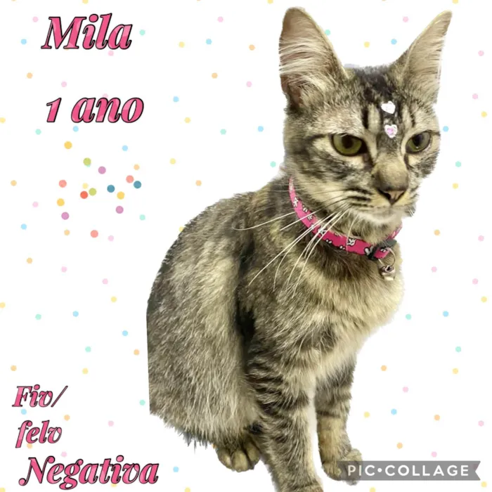 Gato ra a Srd idade 1 ano nome Cléo 