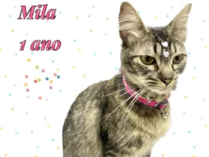 Gato raça Srd idade 1 ano nome Cléo 