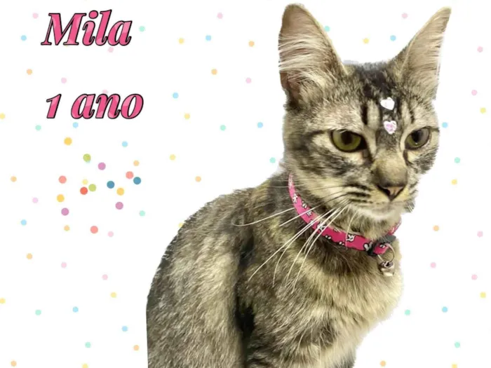 Gato ra a Srd idade 1 ano nome Cléo 