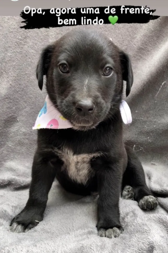 Cachorro ra a SRD-pretins idade Abaixo de 2 meses nome Lion & Luigi