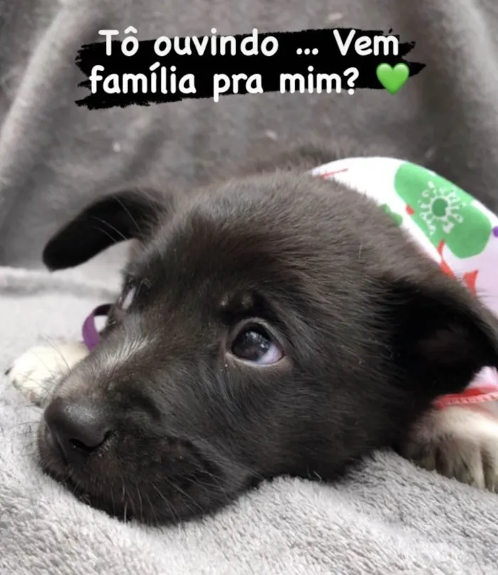 Cachorro ra a SRD-pretins idade Abaixo de 2 meses nome Lion & Luigi