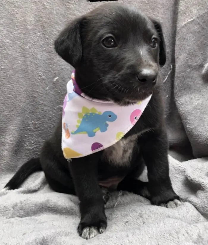 Cachorro ra a SRD-pretins idade Abaixo de 2 meses nome Lion & Luigi