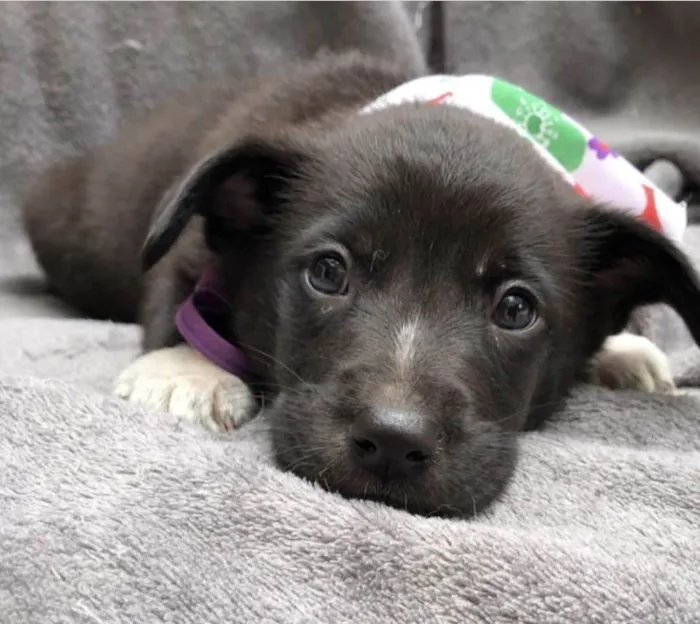Cachorro ra a SRD-pretins idade Abaixo de 2 meses nome Lion & Luigi