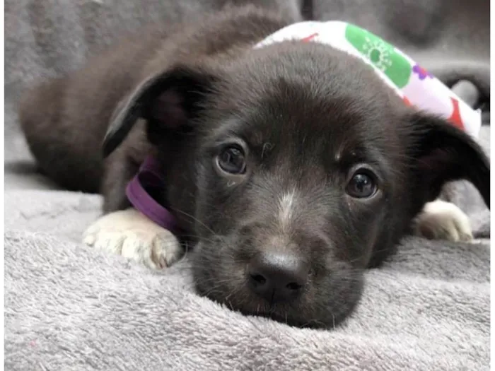 Cachorro ra a SRD-pretins idade Abaixo de 2 meses nome Lion & Luigi