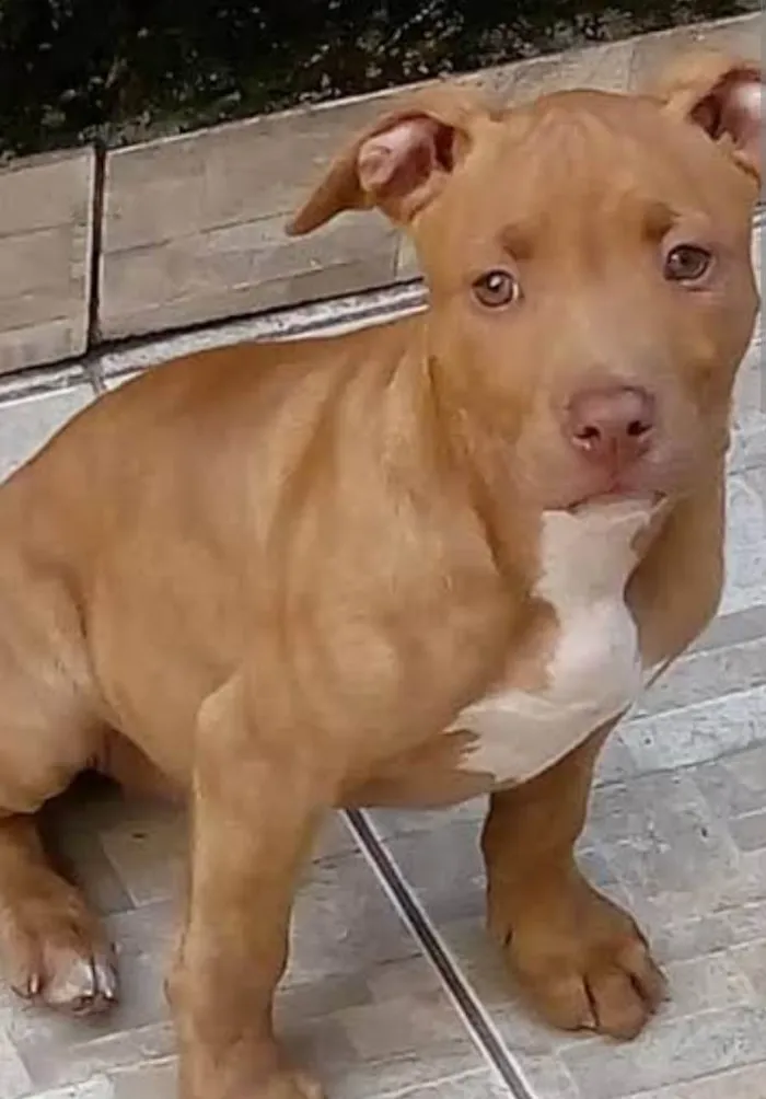 Cachorro ra a Pit-Bull idade 7 a 11 meses nome Emy