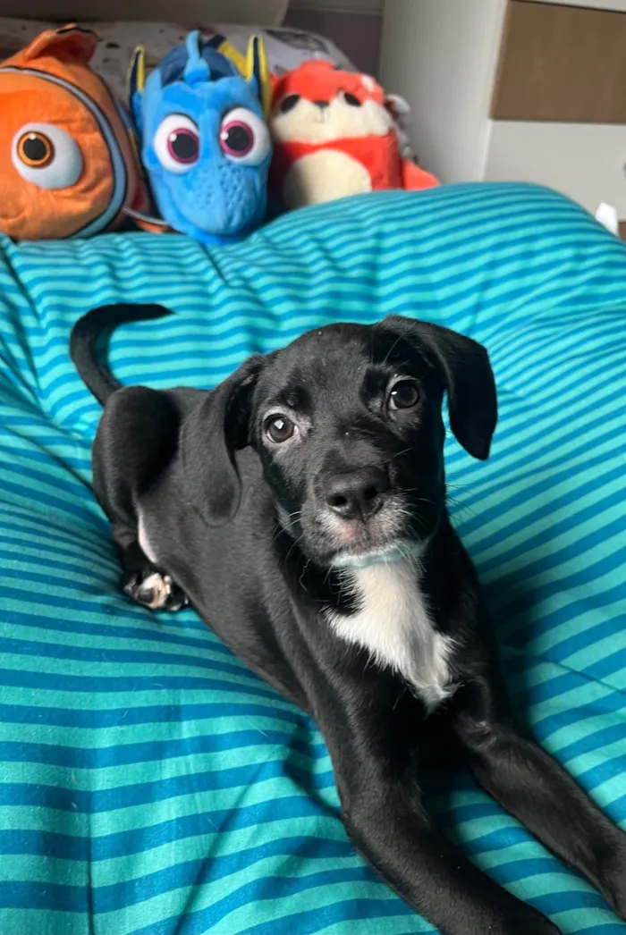Cachorro ra a SRD-ViraLata idade 2 a 6 meses nome Ana Lúcia 