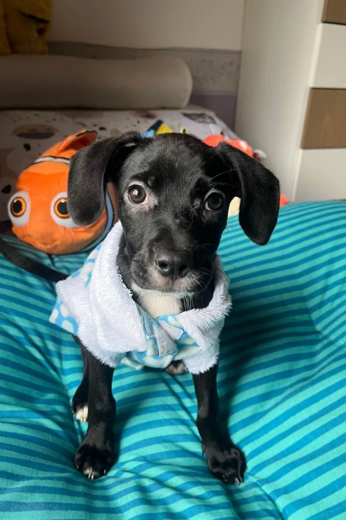 Cachorro ra a SRD-ViraLata idade 2 a 6 meses nome Ana Lúcia 